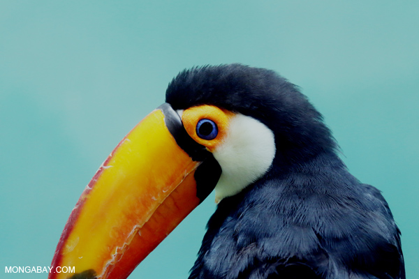 Common Toucan (Ramphastos toco)