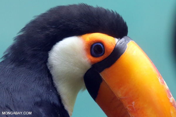 Common Toucan