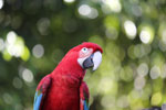 Scarlet macaw [bonito_0143]