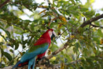 Scarlet macaw [bonito_0148]