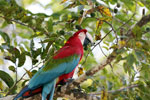 Scarlet macaw [bonito_0149]