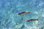 Characins in the Rio Formoso