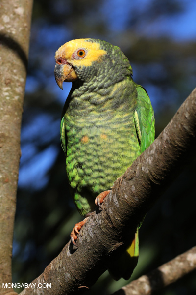 Parrot [bonito_0017]