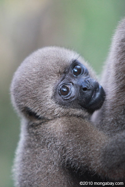 Woolly Monkey