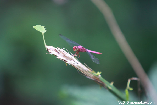 Raspberry dragonfly in Colombia