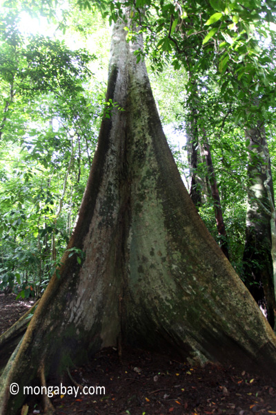 Rainforest tree in Java. Photo by: Rhett A. Butler.