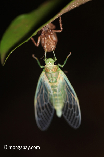 Cicada emerges from its exoskeleten. Photo by: Rhett A. Butler.