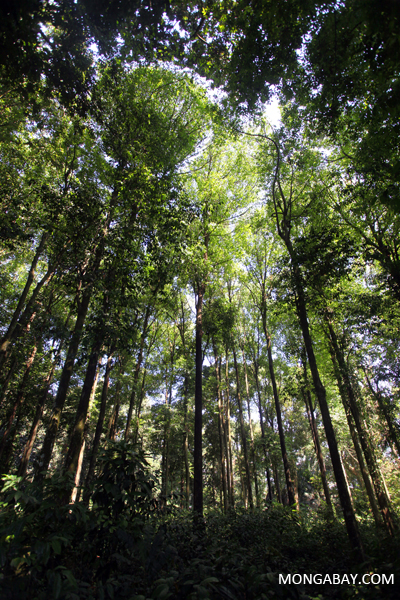 Tropical forest in Java