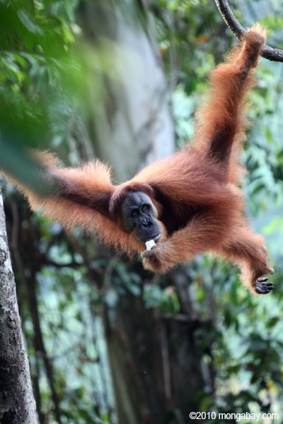 Sumatran orangutan. Photo by: Rhett A. Butler.