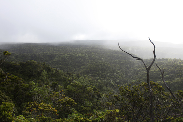 Alaka'i Swamp Forest