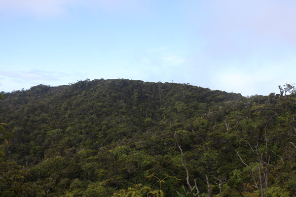 Alaka'i Swamp Forest