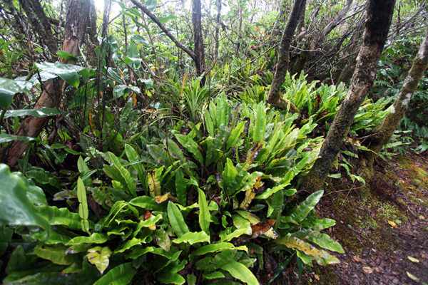 Ground bromeliads along the Alaka'i Swamp Trail