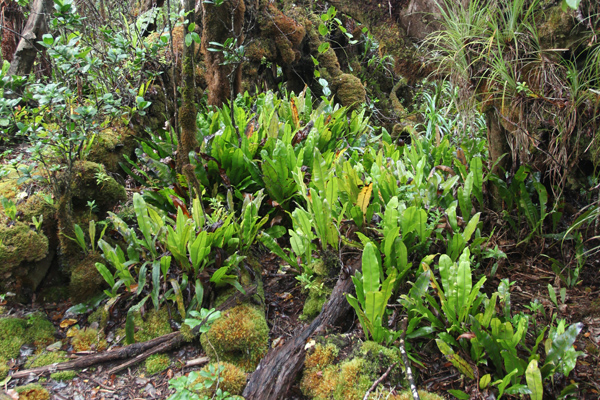 Vegetation along the Alaka'i Swamp Trail