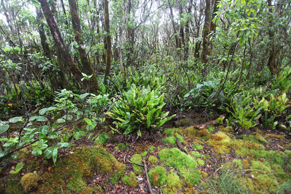 Vegetation along the Alaka'i Swamp Trail