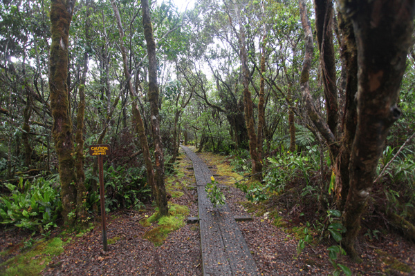 Alaka'i Swamp Trail