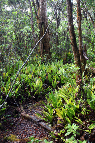 Vegetation along the Alaka'i Swamp Trail