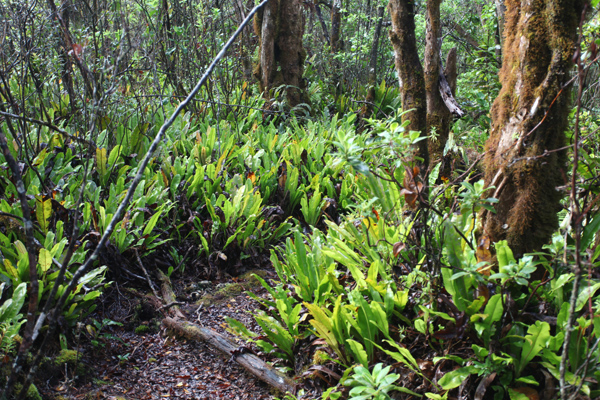 Vegetation along the Alaka'i Swamp Trail