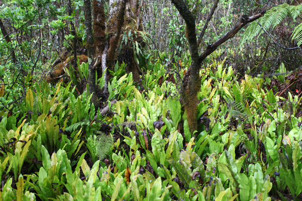 Vegetation along the Alaka'i Swamp Trail