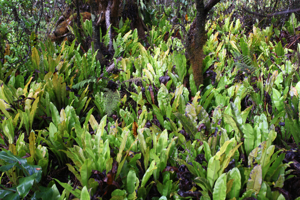 Vegetation along the Alaka'i Swamp Trail