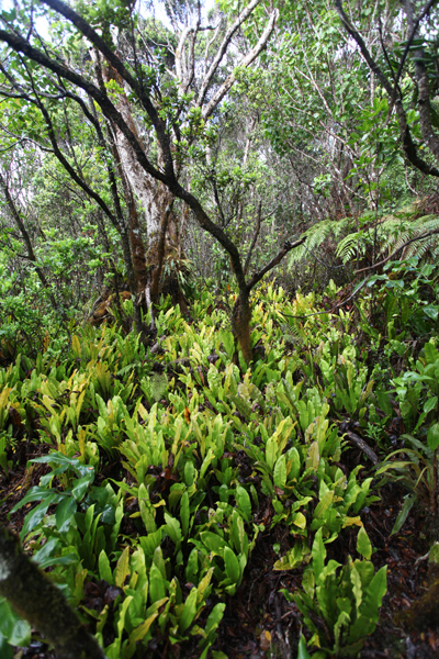 Vegetation along the Alaka'i Swamp Trail