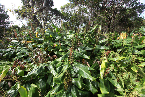Vegetation along the Alaka'i Swamp Trail