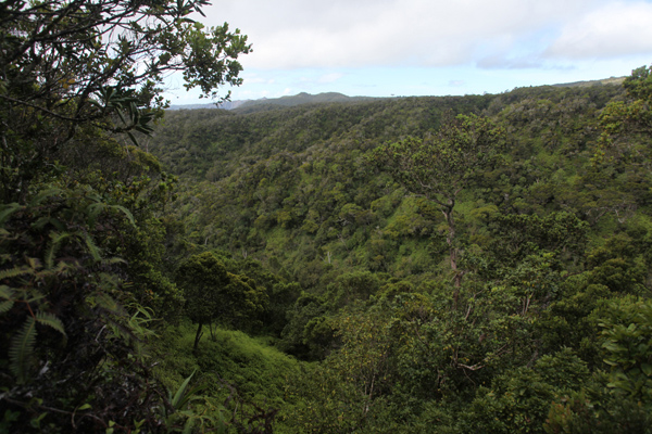 Alakai forest