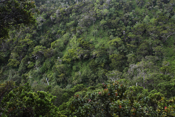 Alakai forest