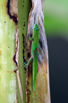 Gold dust day gecko