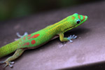 Gold dust day gecko in Maui