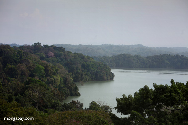 Forest landscape in Panama. Photo by Rhett A. Butler / mongabay.com