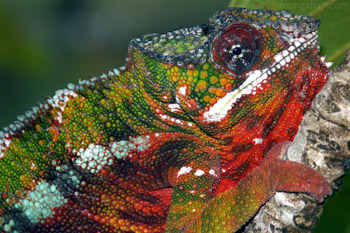 Panther chameleon with 'Christmas' coloration in Maroantsetra, Madagascar