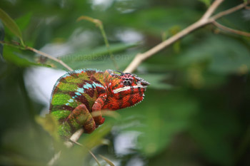 Male panther chameleon with breeding coloration