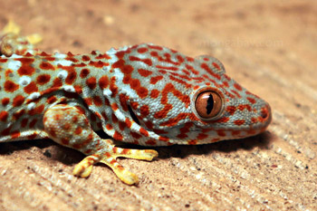 Tokay Gecko (Gekko gecko)