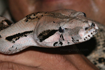 Boa constrictor in Belize