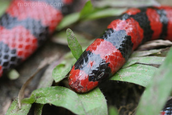 False coral snake in Colombia