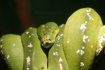 Green tree python from Southeast Asia