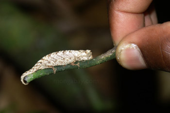 Peyrieras' leaf chameleon (Brookesia peyrierasi)