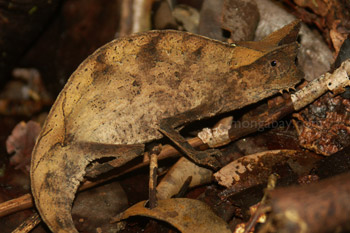 Brown leaf chameleon (Brookesia superciliaris)