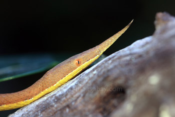Madagascar leaf-nosed snake