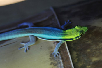 Klemmer's Yellow-headed Day Gecko (Phelsuma klemmeri)
