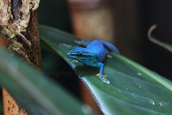 Tanzania blue gecko (Lygodactylus williamsi)