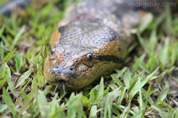 Anaconda in the Colombian Amazon
