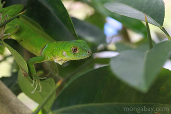 Juvenile green iguana (Iguana iguana) in Colombia