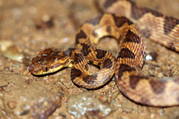 Common chunk headed snake (Imantodes cenchoa) in Costa Rica