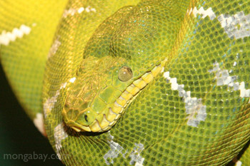 Emerald Boa from South America