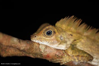Forest dragon with blue eyes in Indonesian Borneo