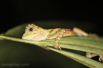 Baby forest dragon in Indonesian Borneo