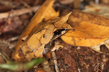 Malay Leaf Frog in Indonesian Borneo