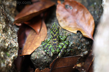 Green-bellied waterfall frog in Indonesian Borneo