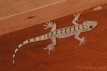 Gecko lizard species with black markings in Kalimantan, Indonesian Borneo